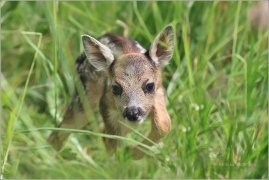 <p>SRNEC OBECNÝ (Capreolus capreolus) Šluknovsko - Jiříkov (European roe deer / Europäisches Reh</p>